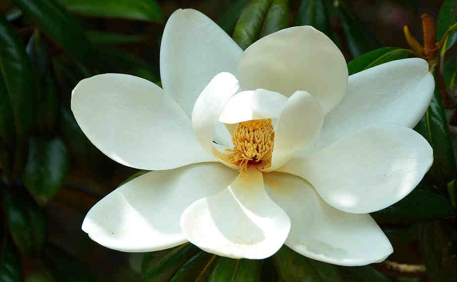 magnolia flower can help to relief sinus pain