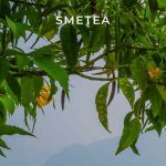 Smetea complaints Smetea fake or real Smetea legit or fraud | De Reviews