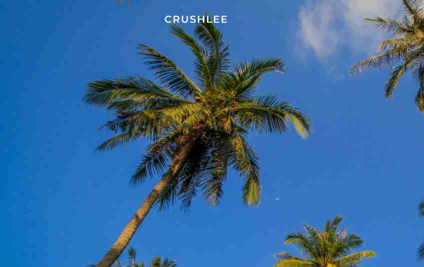 Crushlee complaints Crushlee fake or real Crushlee legit or fraud | De Reviews