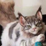 Sites Selling Realistic Cat complaints Realistic Cat fake or real Realistic Cat legit or fraud | De Reviews