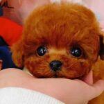 Site Seling Realistic Teddy Dog Lucky complaints Realistic Teddy Dog Lucky fake or real Realistic Teddy Dog Lucky legit or fraud | De Reviews
