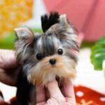 Complaints for Lifelike Animal Realistic Kitty and Realistic Dog like Realistic Yorkie Dog Casey Realistic Teddy Dog Realistic Bunny etc Fake or Real Legit or Fraud | De Reviews