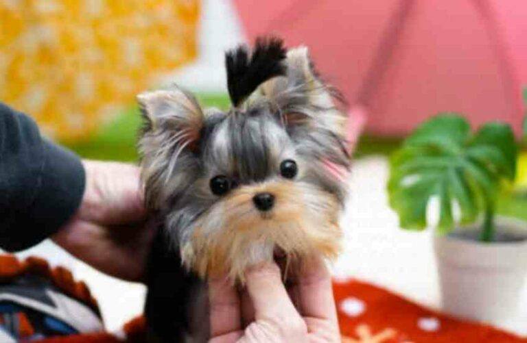 lifelike yorkie dog